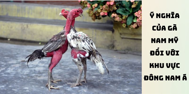 Ý nghĩa của gà Nam Mỹ đối với khu vực Đông Nam Á